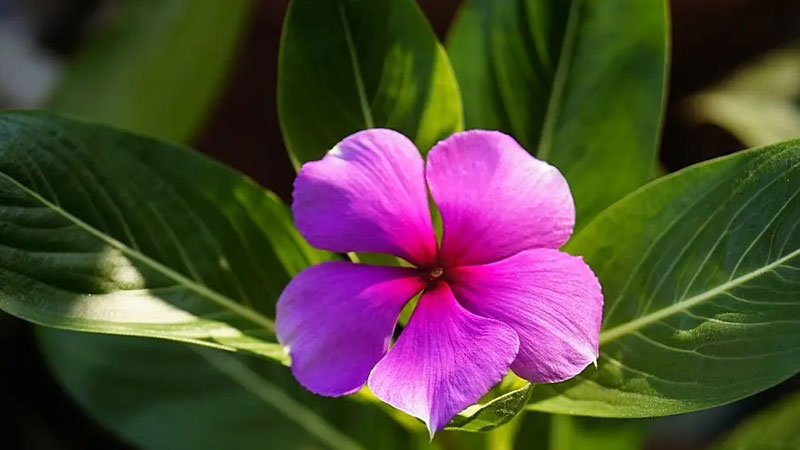 長春花葉子發黃掉葉子怎麼回事