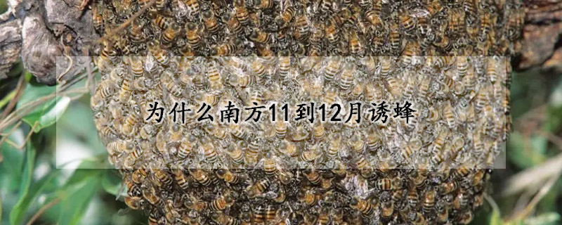 為什麼南方11到12月誘蜂