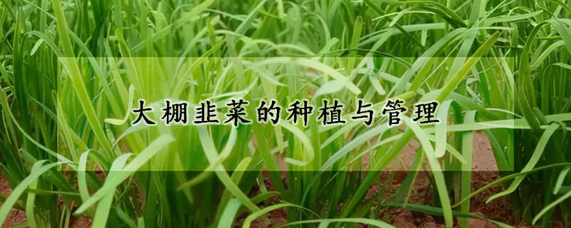 大棚韭菜的種植與管理