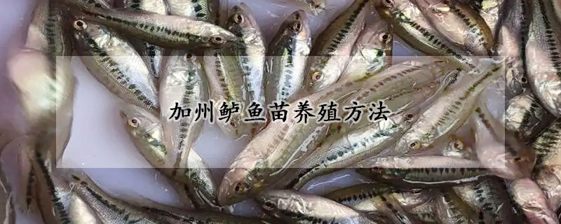 加州鱸魚苗養殖方法