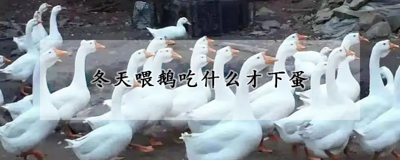 冬天喂鵝吃什麼才下蛋