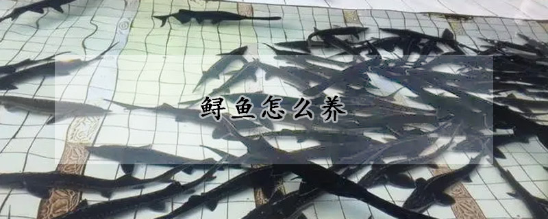 鱘魚怎麼養