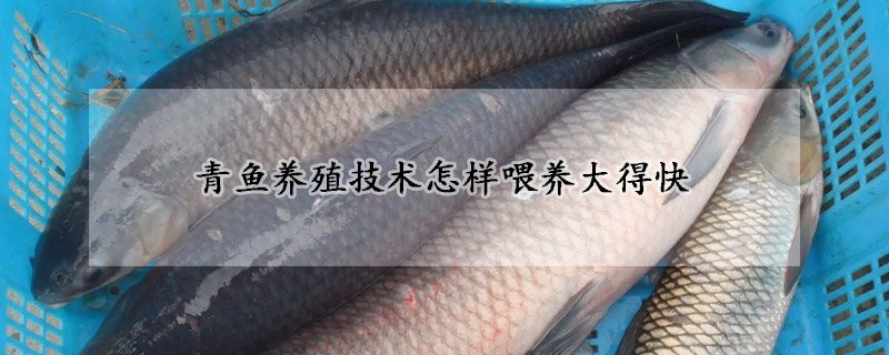 青魚養殖技術怎樣喂養大得快