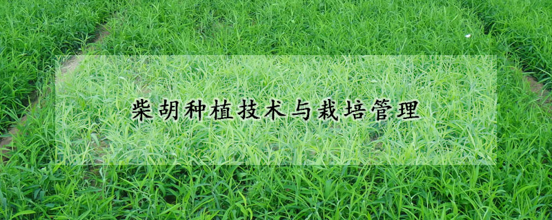 柴胡種植技術與栽培管理