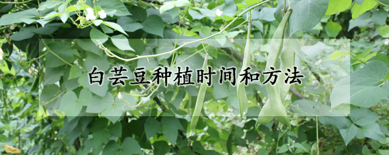 白芸豆種植時間和方法