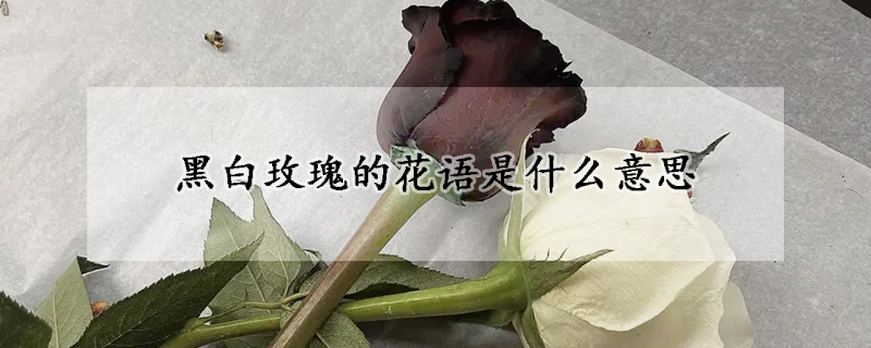 黑白玫瑰的花語是什麼意思