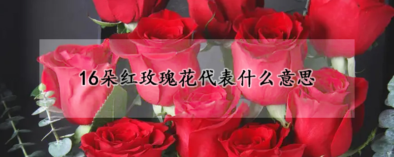 16朵紅玫瑰花代表什麼意思