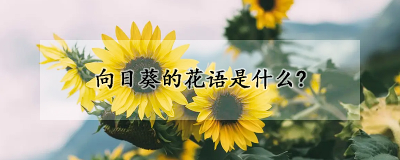 向日葵的花語是什麼?