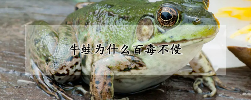 牛蛙為什麼百毒不侵