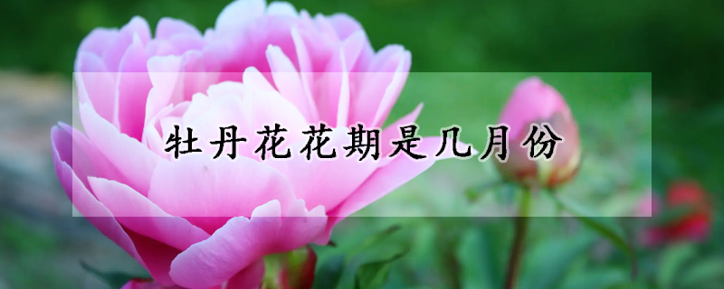 牡丹花花期是幾月份