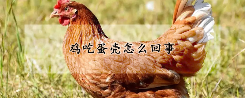 雞吃蛋殼怎麼回事