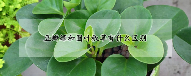 豆瓣綠和圓葉椒草有什麼區別