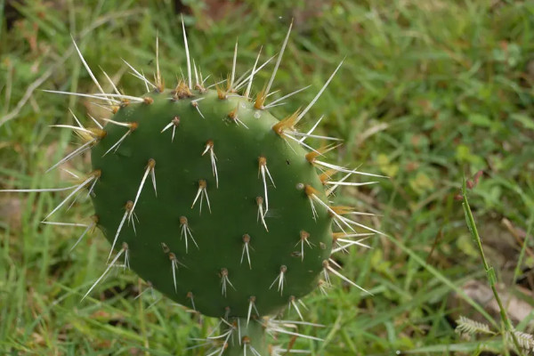 10種代表冬天的植物 冬天有哪些代表性植物