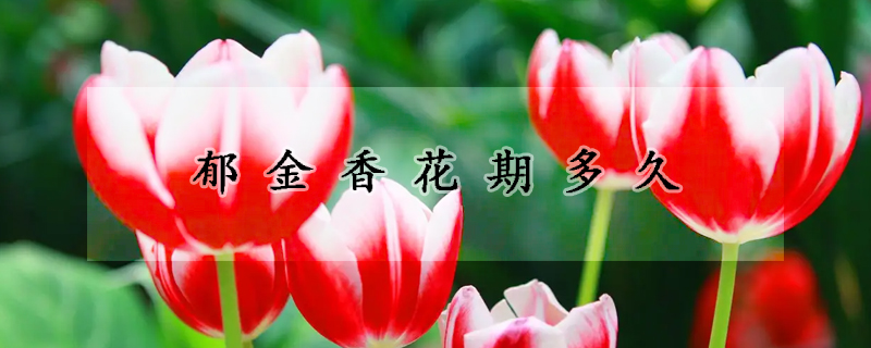 鬱金香花期多久