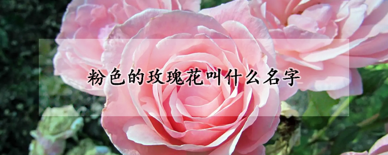 粉色的玫瑰花叫什麼名字