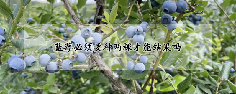 藍莓必須要種兩棵才能結果嗎