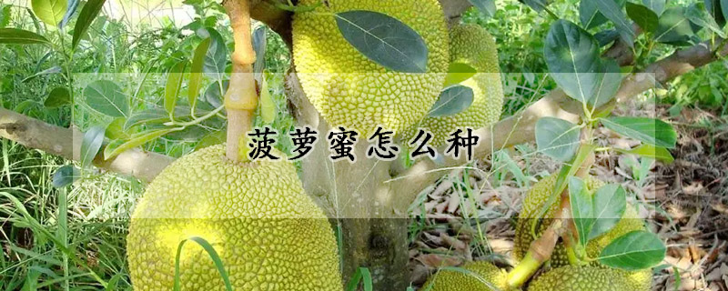 菠蘿蜜怎麼種