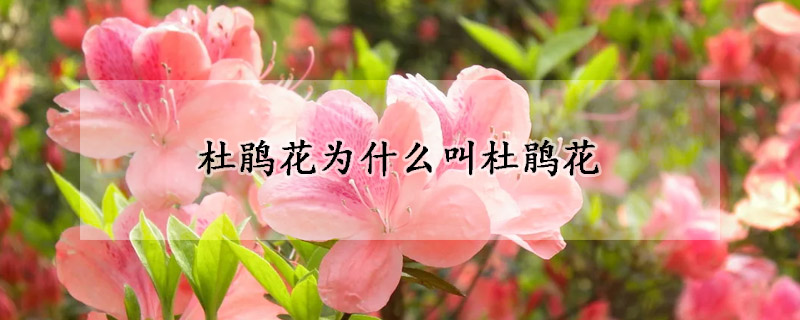 杜鵑花為什麼叫杜鵑花