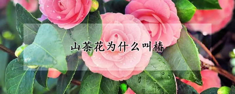 山茶花為什麼叫椿