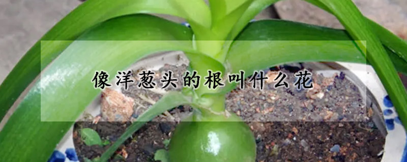 像洋蔥頭的根叫什麼花