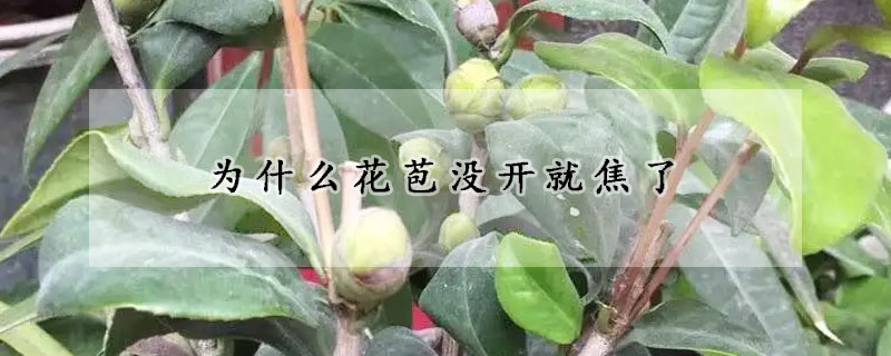 為什麼花苞沒開就焦了