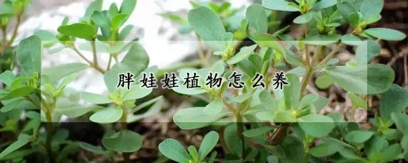 胖娃娃植物怎麼養