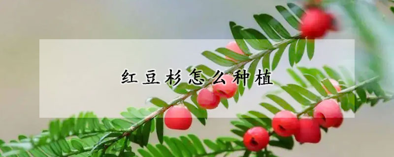 紅豆杉怎麼種植