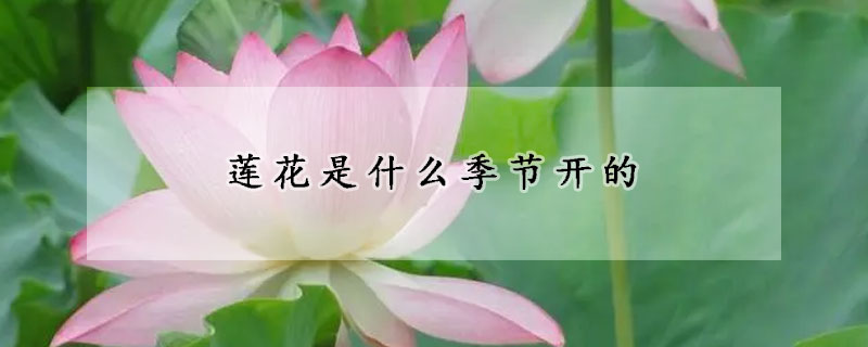 蓮花是什麼季節開的