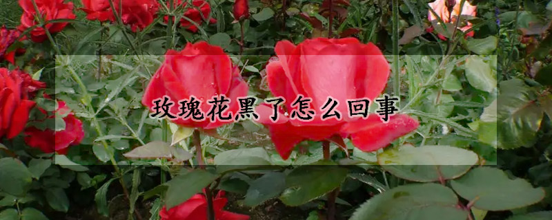 玫瑰花黑了怎麼回事