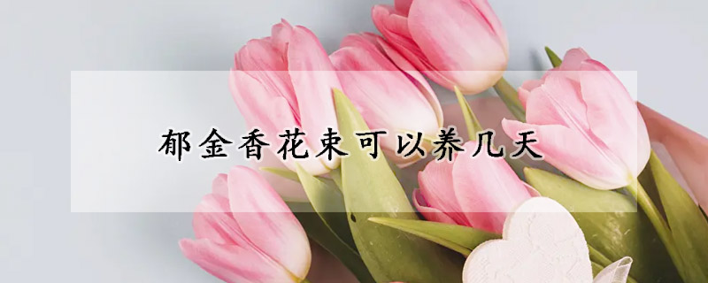 鬱金香花束可以養幾天