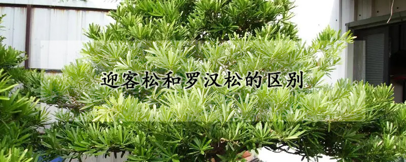 迎客鬆和羅漢鬆的區別