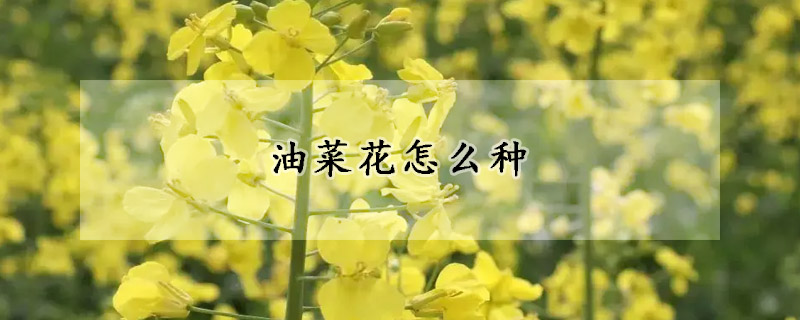 油菜花怎麼種