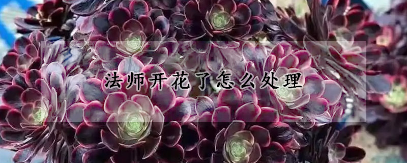 法師開花了怎麼處理