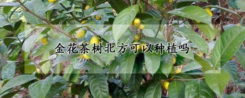 金花茶樹北方可以種植嗎