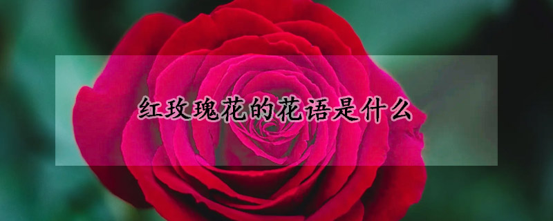 紅玫瑰花的花語是什麼