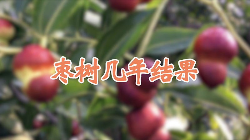 棗樹幾年結果