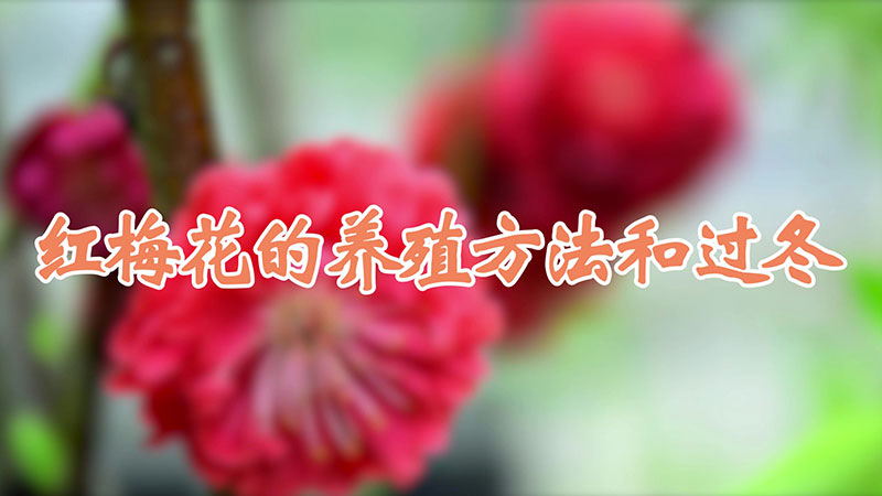 紅梅花的養殖方法和過冬