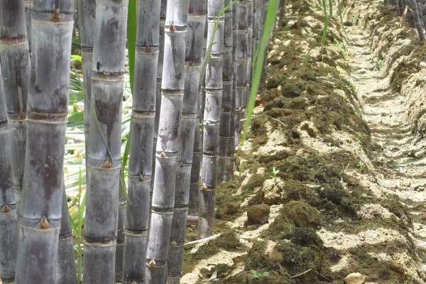 種甘蔗怎麼種植