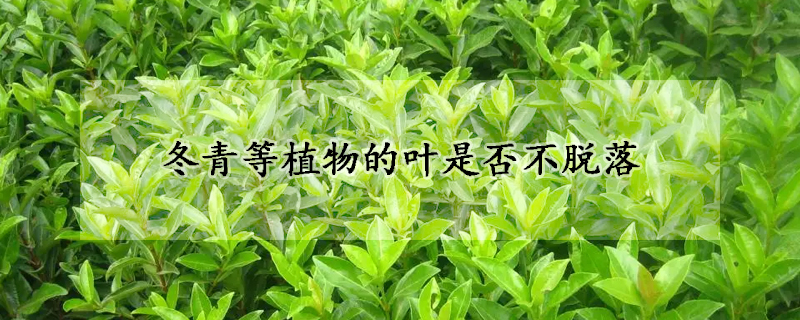 冬青等植物的葉是否不脫落