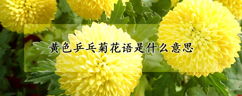 黃色乒乓菊花語是什麼意思