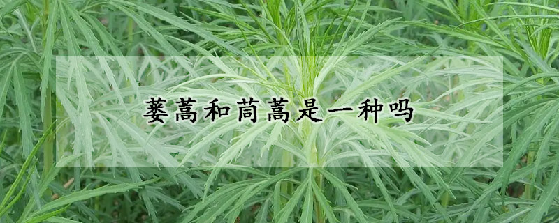 蔞蒿和茼蒿是一種嗎