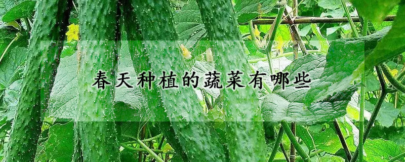 春天種植的蔬菜有哪些