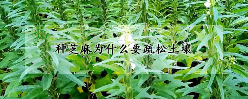 種芝麻為什麼要疏鬆土壤