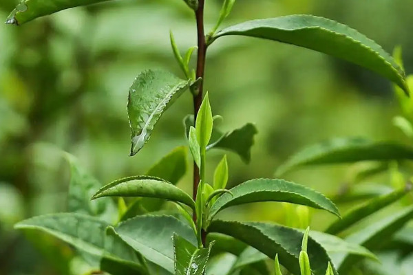 花果香野生紅茶屬於什麼種類 花香紅茶屬於什麼類型