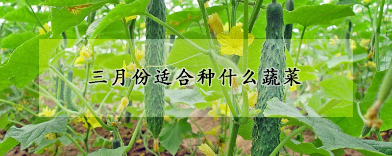 三月份適合種什麼蔬菜