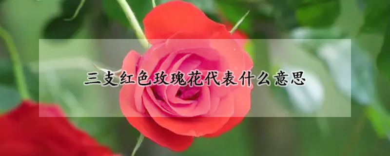 三支紅色玫瑰花代表什麼意思