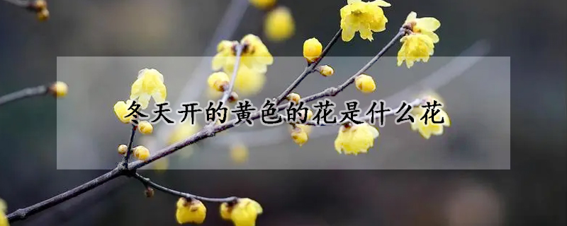 冬天開的黃色的花是什麼花