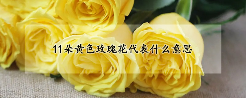 11朵黃色玫瑰花代表什麼意思