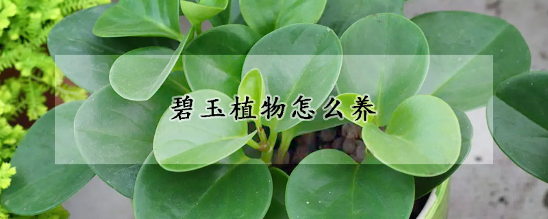 碧玉植物怎麼養