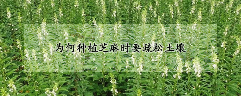 為何種植芝麻時要疏鬆土壤